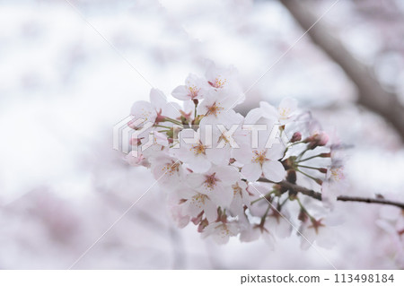 五顏六色的櫻花在春天的陽光下閃耀 113498184