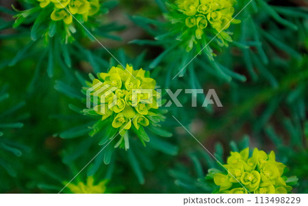 大戟：一朵夢幻般的黃色美麗花 113498229