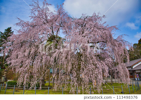 初夏的足羽神社 113498376