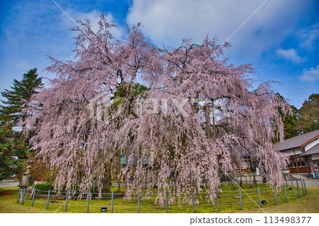 Asuwa Shrine in early summer 113498377