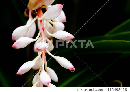 Okinawa shell ginger Okinawa shell ginger 113498418