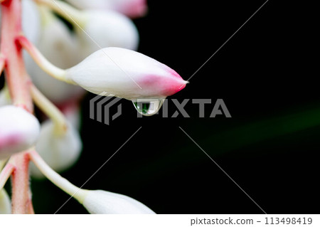 月桃和水滴 113498419