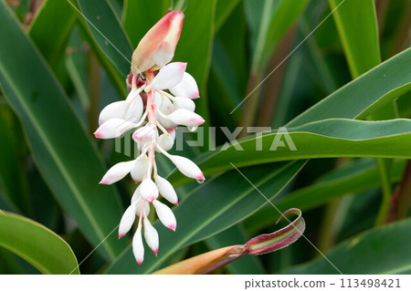 Okinawa shell ginger 113498421