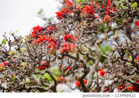 Deigo的花朵 113498422