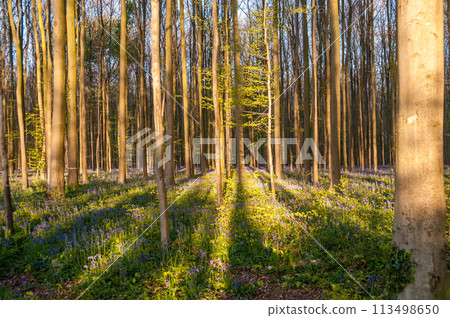 Sunrise illuminating bluebells Sunrise illuminating bluebells 113498650