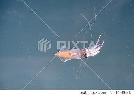 螢火蟲魷魚的特寫 113498658