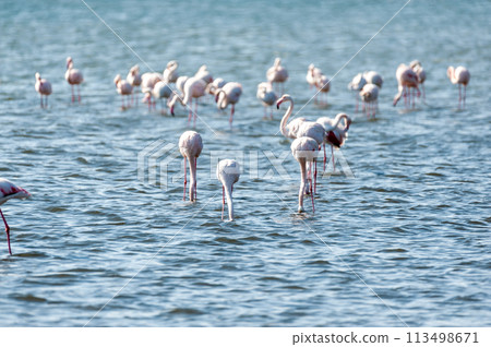 Flamingos near Walvis Bay Flamingos near Walvis Bay 113498671