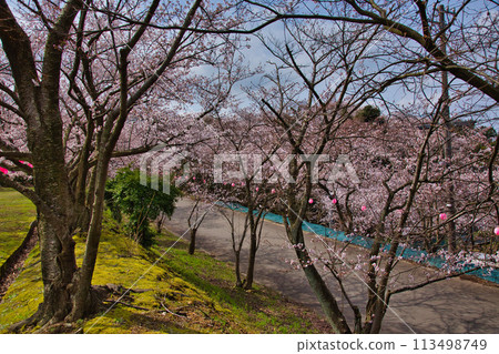 Arata Hill with cherry blossoms in full bloom 113498749