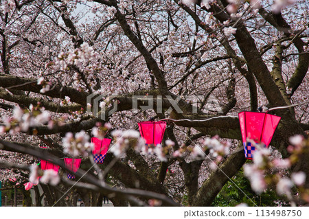 Arata Hill with cherry blossoms in full bloom 113498750