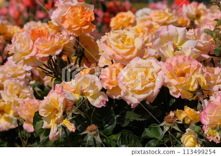 Full-bloomed rose Mona Lisa 113499254
