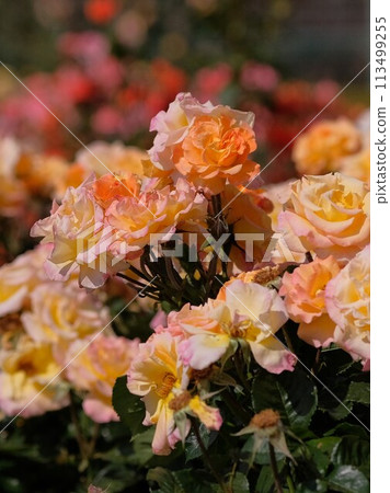 Full-bloomed rose Mona Lisa 113499255