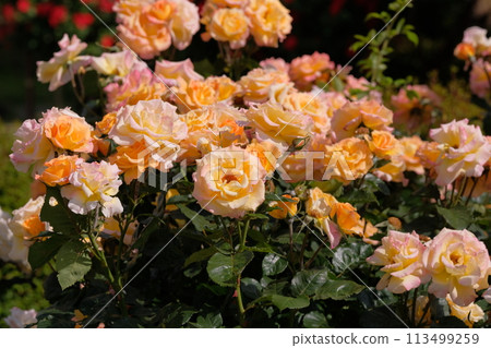 Full-bloomed rose Mona Lisa Full-bloomed rose Mona Lisa 113499259