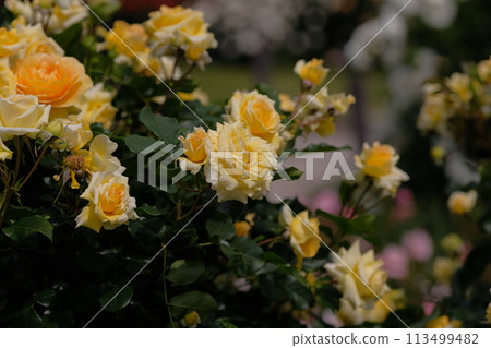 Roses in full bloom - Eureka 113499482