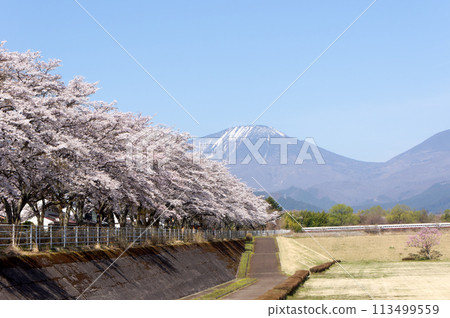 Cherry blossoms in full bloom at Otanigawa Green Park 113499559