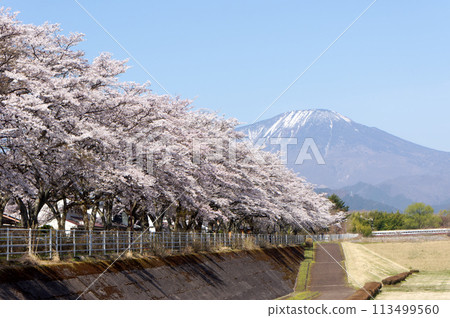 Cherry blossoms in full bloom at Otanigawa Green Park 113499560