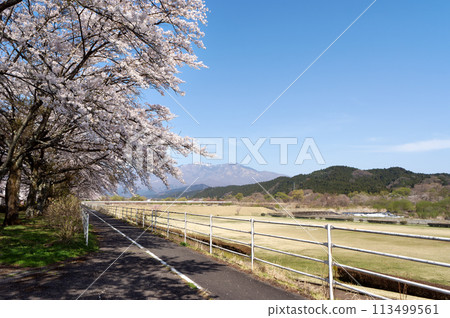 大屋川綠色公園櫻花盛開 大屋川綠色公園櫻花盛開 113499561
