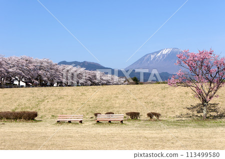 大屋川綠色公園櫻花盛開 大屋川綠色公園櫻花盛開 113499580