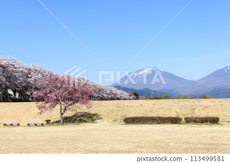 大屋川綠色公園櫻花盛開 113499581