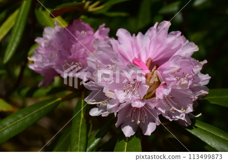 Rhododendron flower 113499873
