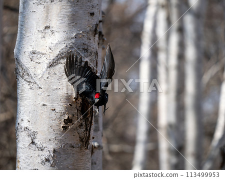 黑啄木鳥 113499953