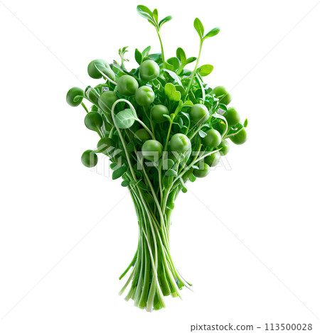 close-up image of microgreens isolated, with a creative focus on the tiny, delicate leaves 113500028
