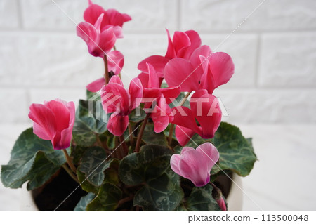Spring cyclamen flowers, Cyclamen persicum, Cyclamen hederifolium blooming in pot, Japan Spring cyclamen flowers, Cyclamen persicum, Cyclamen hederifolium blooming in pot, Japan 113500048