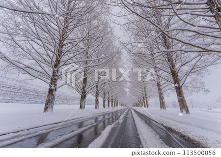 滋賀縣高島市白雪皚皚的冬天的水杉樹照片。 滋賀縣高島市白雪皚皚的冬天的水杉樹照片。 113500056