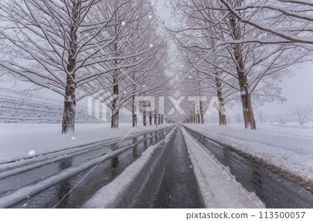 滋賀縣高島市白雪皚皚的冬天的水杉樹照片。 113500057