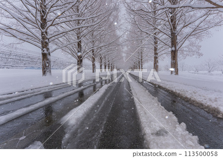 滋賀縣高島市白雪皚皚的冬天的水杉樹照片。 滋賀縣高島市白雪皚皚的冬天的水杉樹照片。 113500058