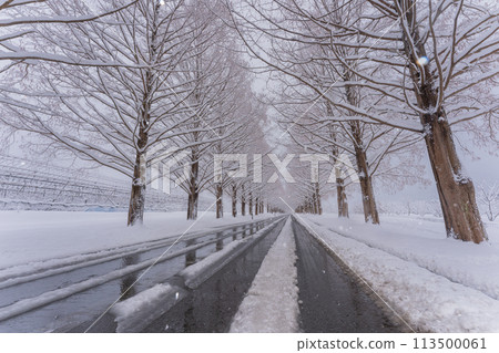 滋賀縣高島市白雪皚皚的冬天的水杉樹照片。 113500061
