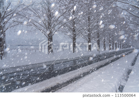 A photo of the Metasequoia trees lined up in the snow in winter in Takashima City, Shiga Prefecture A photo of the Metasequoia trees lined up in the snow in winter in Takashima City, Shiga Prefecture 113500064