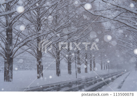 滋賀縣高島市白雪皚皚的冬天的水杉樹照片。 滋賀縣高島市白雪皚皚的冬天的水杉樹照片。 113500078