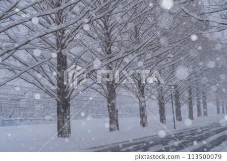 滋賀縣高島市白雪皚皚的冬天的水杉樹照片。 滋賀縣高島市白雪皚皚的冬天的水杉樹照片。 113500079