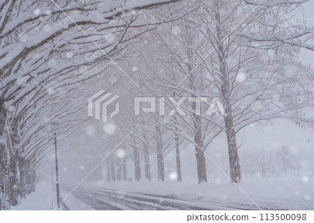 滋賀縣高島市白雪皚皚的冬天的水杉樹照片。 滋賀縣高島市白雪皚皚的冬天的水杉樹照片。 113500098