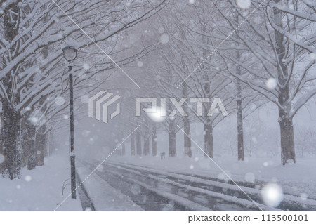 滋賀縣高島市白雪皚皚的冬天的水杉樹照片。 滋賀縣高島市白雪皚皚的冬天的水杉樹照片。 113500101