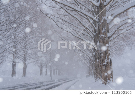 滋賀縣高島市白雪皚皚的冬天的水杉樹照片。 113500105