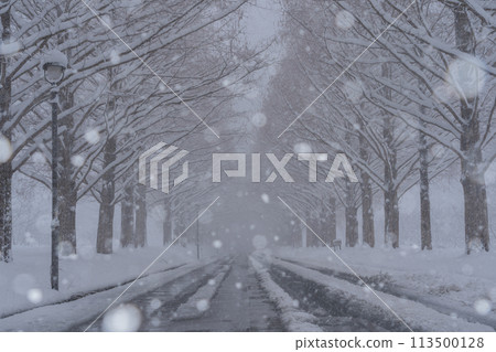 滋賀縣高島市白雪皚皚的冬天的水杉樹照片。 113500128