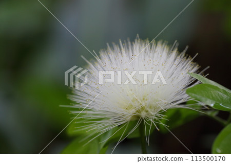 White Caliandra flower White Caliandra flower 113500170