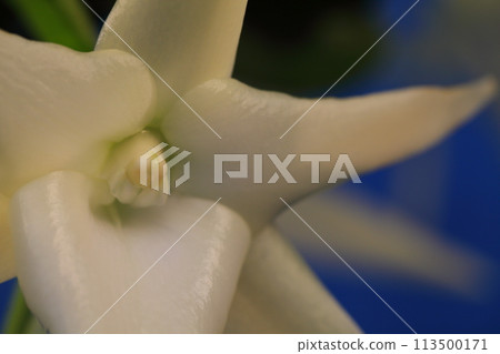 七腳花 113500171