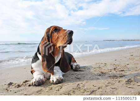basset hound on the beach 113500173