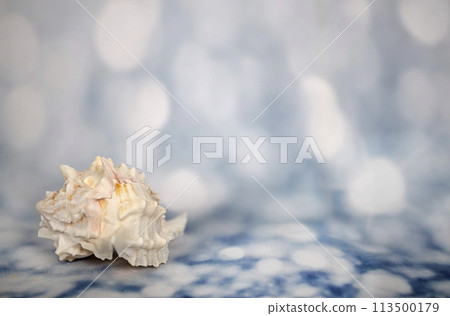 shellfish on blue 113500179