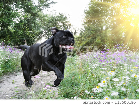 staffordshire bull terrier staffordshire bull terrier 113500180