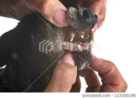 tartar teeth of old dog 113500190