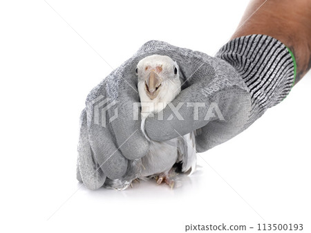 flying gray cockatiel flying gray cockatiel 113500193