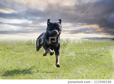 obedience training with a rottweiler obedience training with a rottweiler 113500198