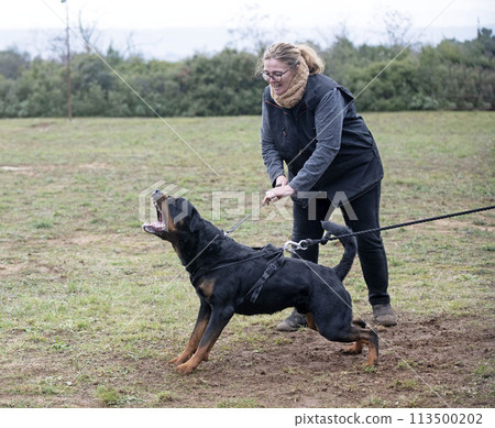 training of rottweiler training of rottweiler 113500202