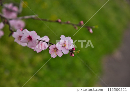 受到杏花和歡樂的邀請 113500221