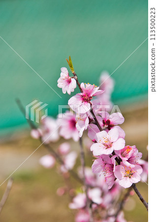 受到杏花和歡樂的邀請 113500223