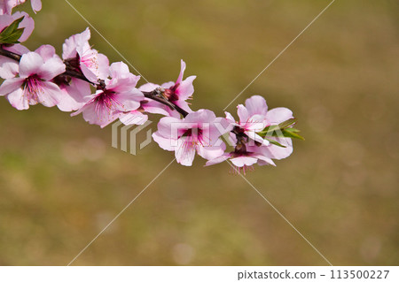 受到杏花和歡樂的邀請 113500227