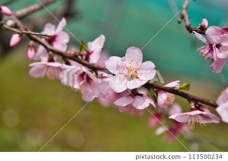 Enticed by almond blossoms and cheerfulness 113500234